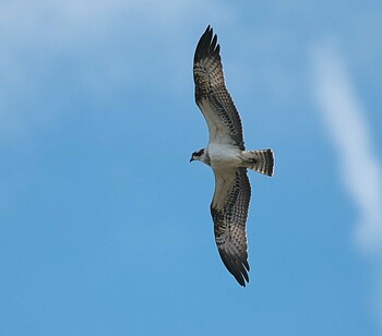 Osprey 東京都多摩地域 Wed, 9/29/2021