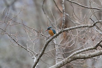 カワセミ 大沼公園(北海道七飯町) 2017年4月22日(土)