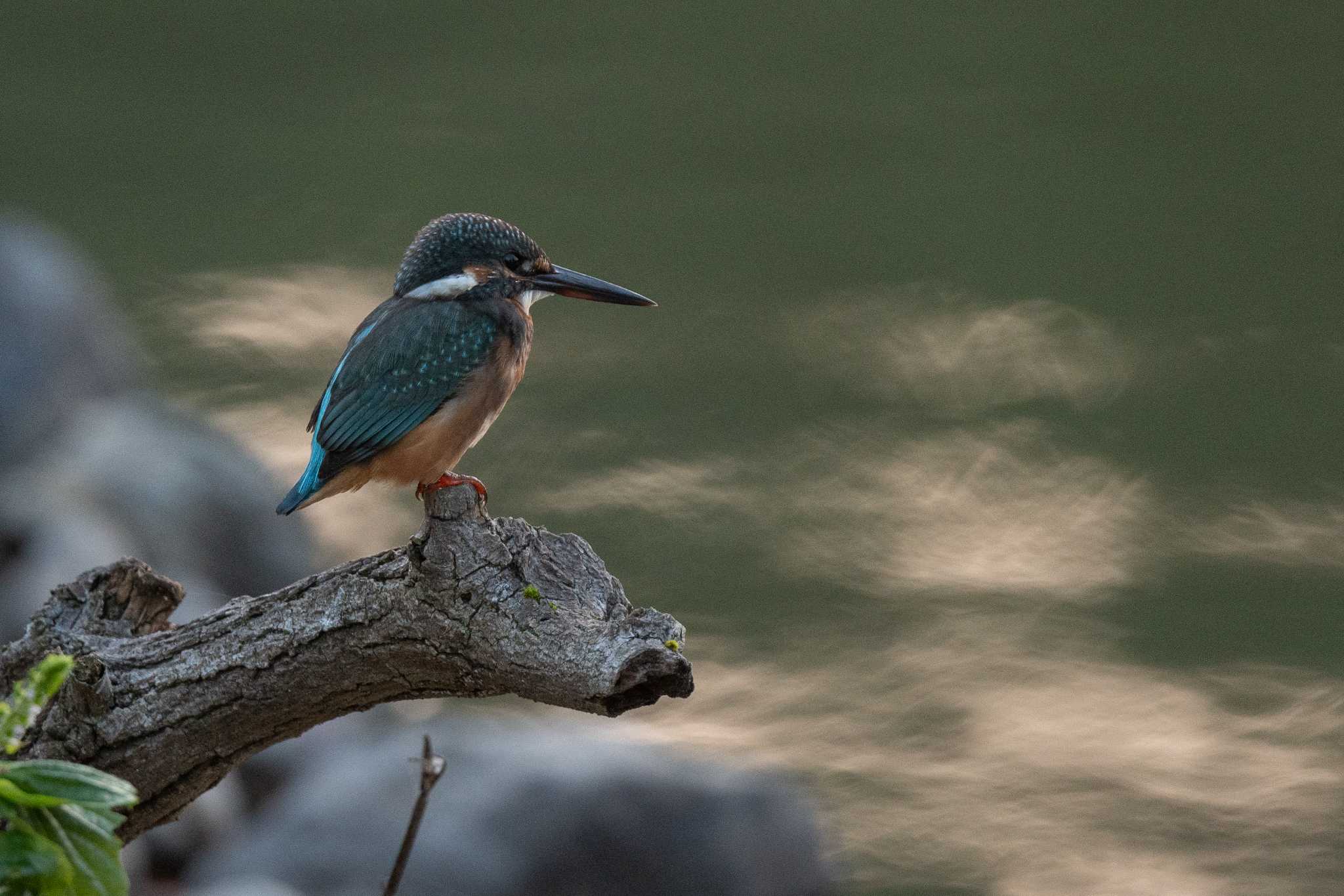 Photo of Common Kingfisher at 東大寺 by veritas_vita