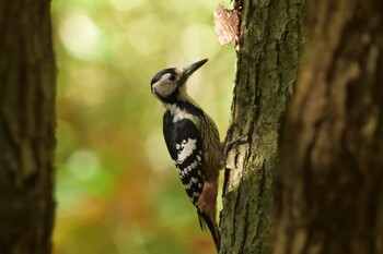 White-backed Woodpecker Nishioka Park Fri, 10/8/2021