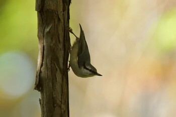 Eurasian Nuthatch Nishioka Park Fri, 10/8/2021