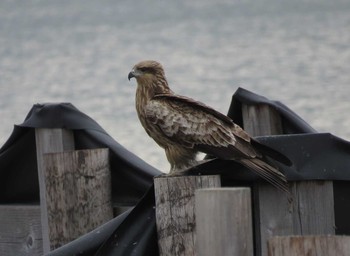 Tue, 4/25/2017 Birding report at 宮島沼