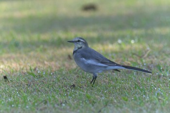 ハクセキレイ 三重県上野森林公園 2021年10月8日(金)