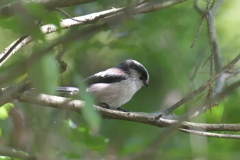 Long-tailed Tit Mie-ken Ueno Forest Park Fri, 10/8/2021