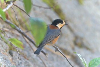 Varied Tit Mie-ken Ueno Forest Park Fri, 10/8/2021