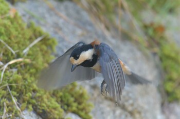 Varied Tit Mie-ken Ueno Forest Park Fri, 10/8/2021