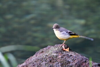 2021年10月8日(金) 長浜公園の野鳥観察記録