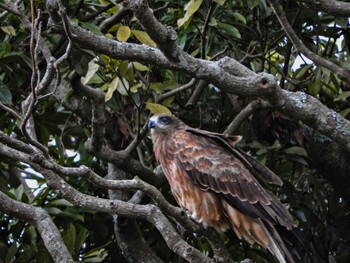 Black Kite 鎌倉 Thu, 10/7/2021