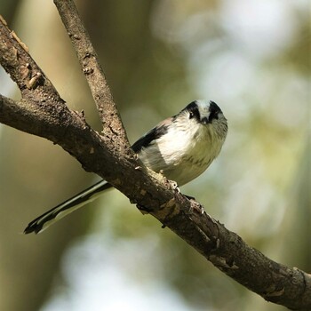 2021年10月8日(金) 矢橋帰帆島 (滋賀県草津市)の野鳥観察記録