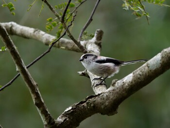 2021年10月7日(木) 四季の森公園(横浜市緑区)の野鳥観察記録