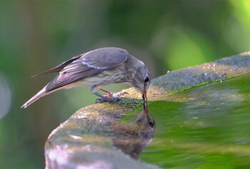 エゾビタキ 権現山(弘法山公園) 2021年10月4日(月)