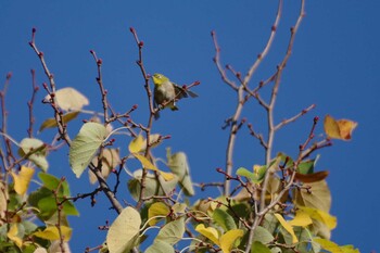 2021年10月8日(金) 福井緑地(札幌市西区)の野鳥観察記録