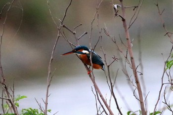 Common Kingfisher 祖納(与那国島) Tue, 3/21/2017