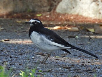 Japanese Wagtail 祖父江ワイルドネイチャー緑地 Fri, 10/8/2021