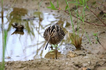 Common Snipe 祖納(与那国島) Tue, 3/21/2017