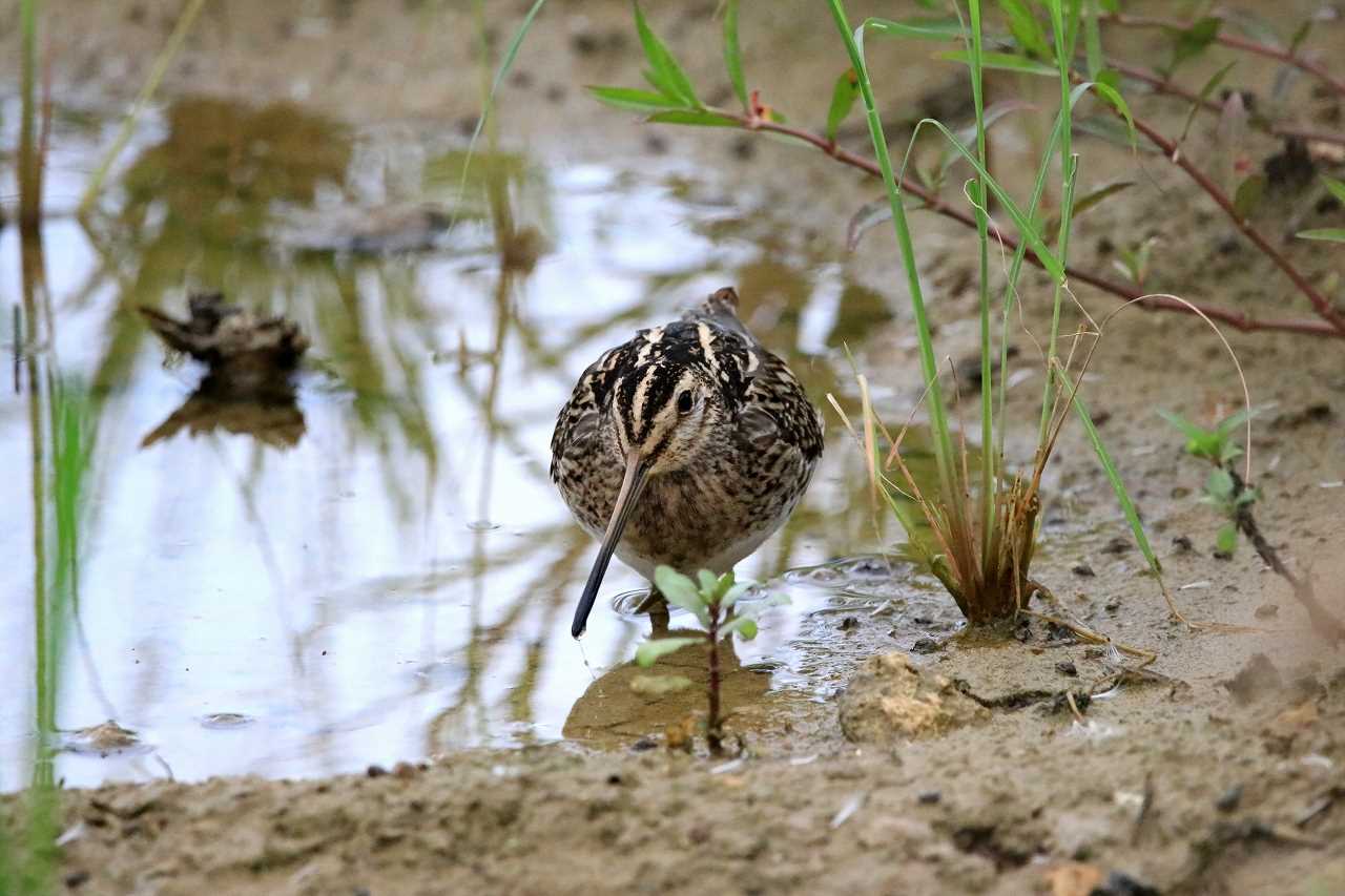 Photo of Common Snipe at 祖納(与那国島) by とみやん