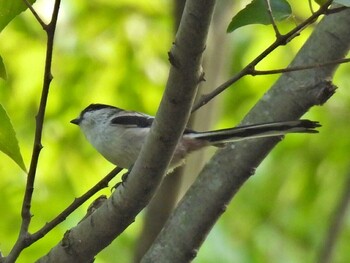 Long-tailed Tit 祖父江ワイルドネイチャー緑地 Fri, 10/8/2021