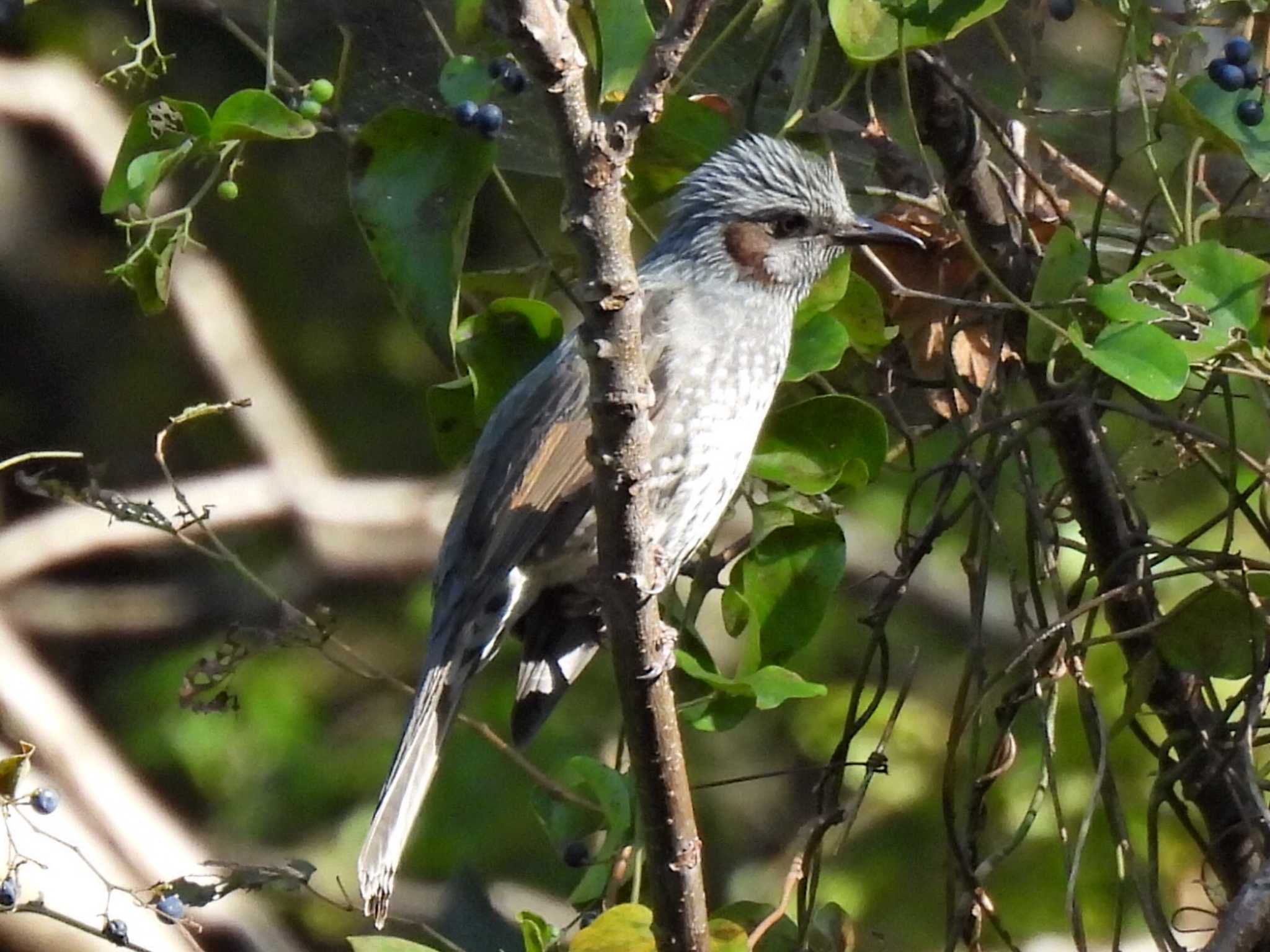 Photo of Brown-eared Bulbul at 祖父江ワイルドネイチャー緑地 by 寅次郎