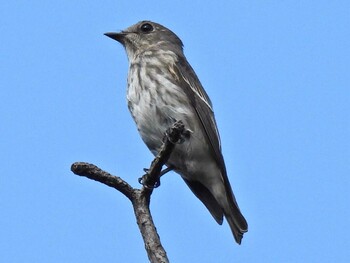 Grey-streaked Flycatcher 祖父江ワイルドネイチャー緑地 Fri, 10/8/2021