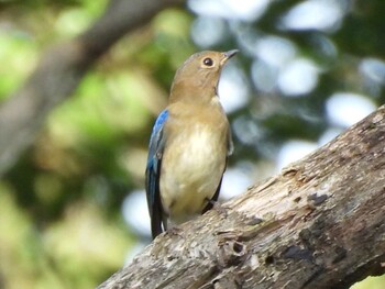 Blue-and-white Flycatcher 祖父江ワイルドネイチャー緑地 Fri, 10/8/2021