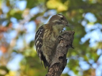 Japanese Pygmy Woodpecker 祖父江ワイルドネイチャー緑地 Fri, 10/8/2021