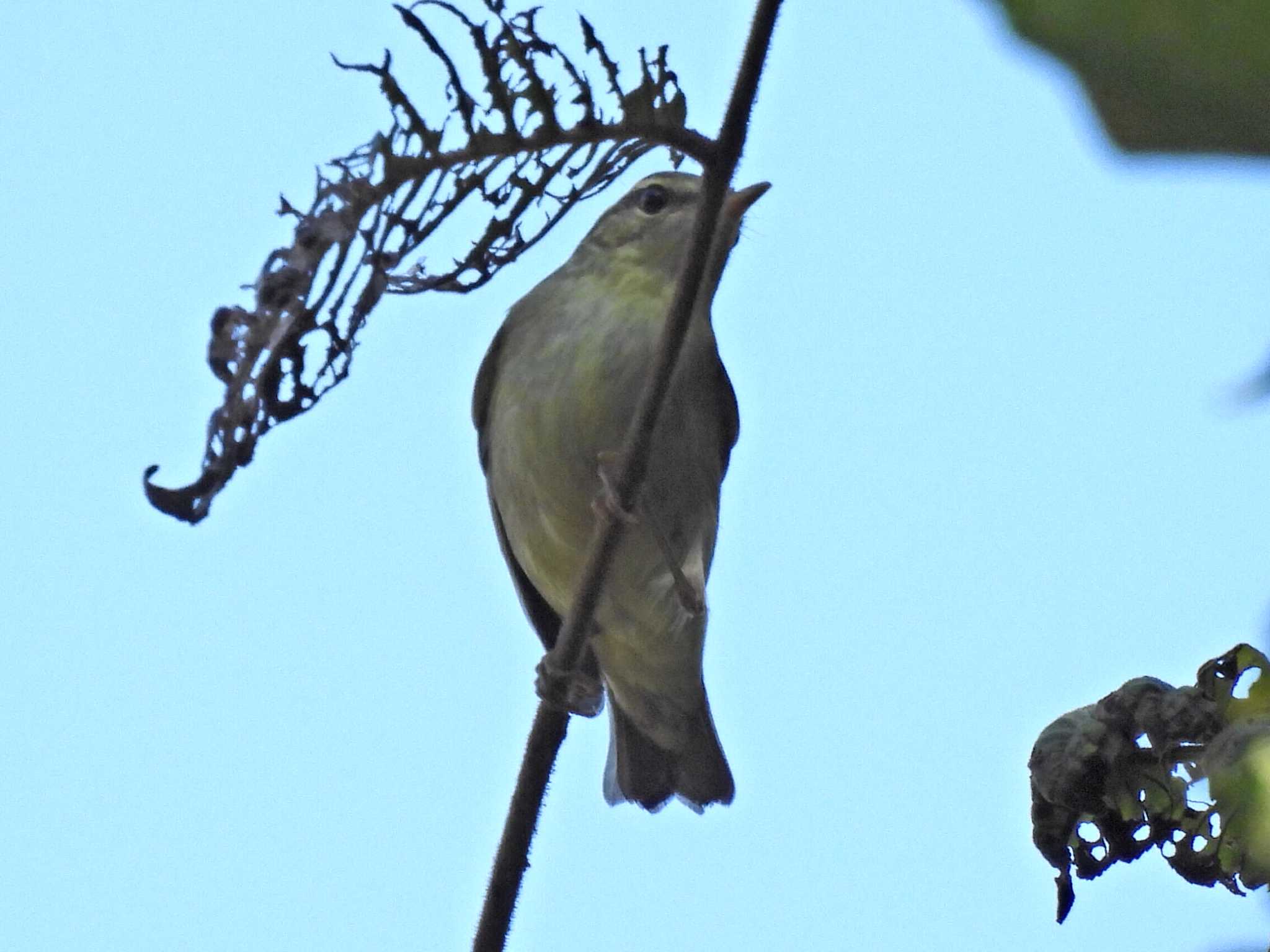 Photo of Eastern Crowned Warbler at 祖父江ワイルドネイチャー緑地 by 寅次郎