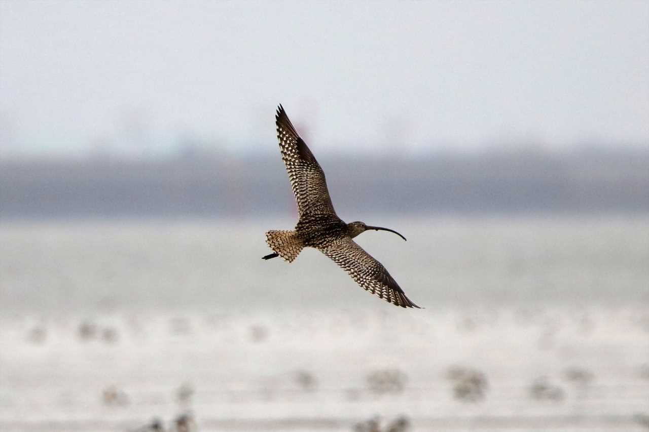 Far Eastern Curlew