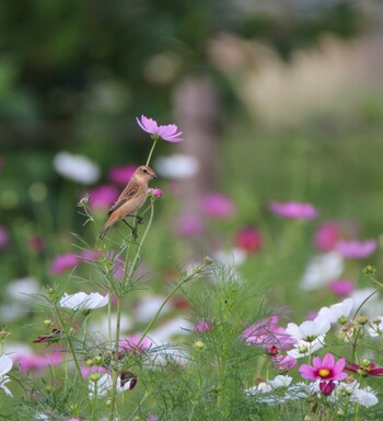 Amur Stonechat 埼玉県 Wed, 9/29/2021