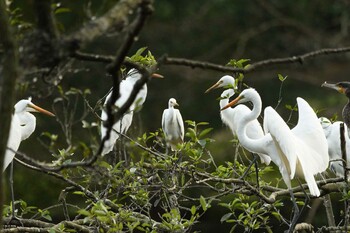 アマサギ 井頭公園 2021年9月23日(木)