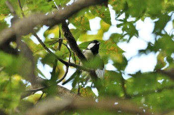 シジュウカラ 井頭公園 2021年9月23日(木)