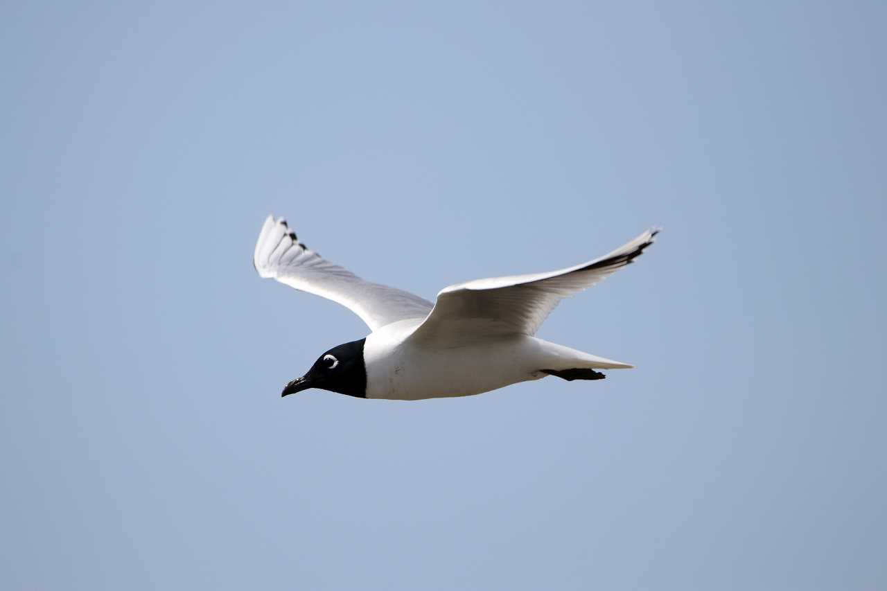 Saunders's Gull