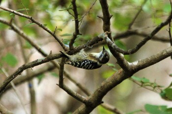 Japanese Pygmy Woodpecker 井頭公園 Thu, 9/23/2021