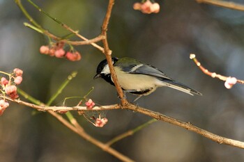 Japanese Tit Senjogahara Marshland Sun, 10/3/2021