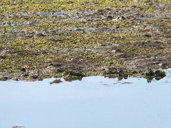 Common Sandpiper 内之浦ひがた親水公園 Fri, 10/8/2021