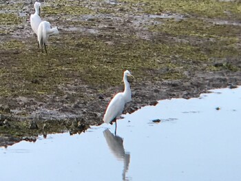 Little Egret 内之浦ひがた親水公園 Fri, 10/8/2021