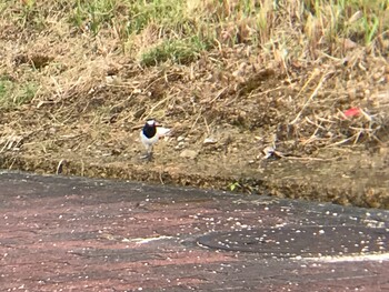 セグロセキレイ 内之浦ひがた親水公園 2021年10月8日(金)