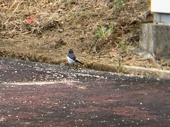 Japanese Wagtail 内之浦ひがた親水公園 Fri, 10/8/2021