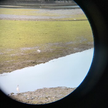 Little Egret 内之浦ひがた親水公園 Fri, 10/8/2021