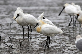 Black-faced Spoonbill Daijugarami Higashiyoka Coast Fri, 3/31/2017