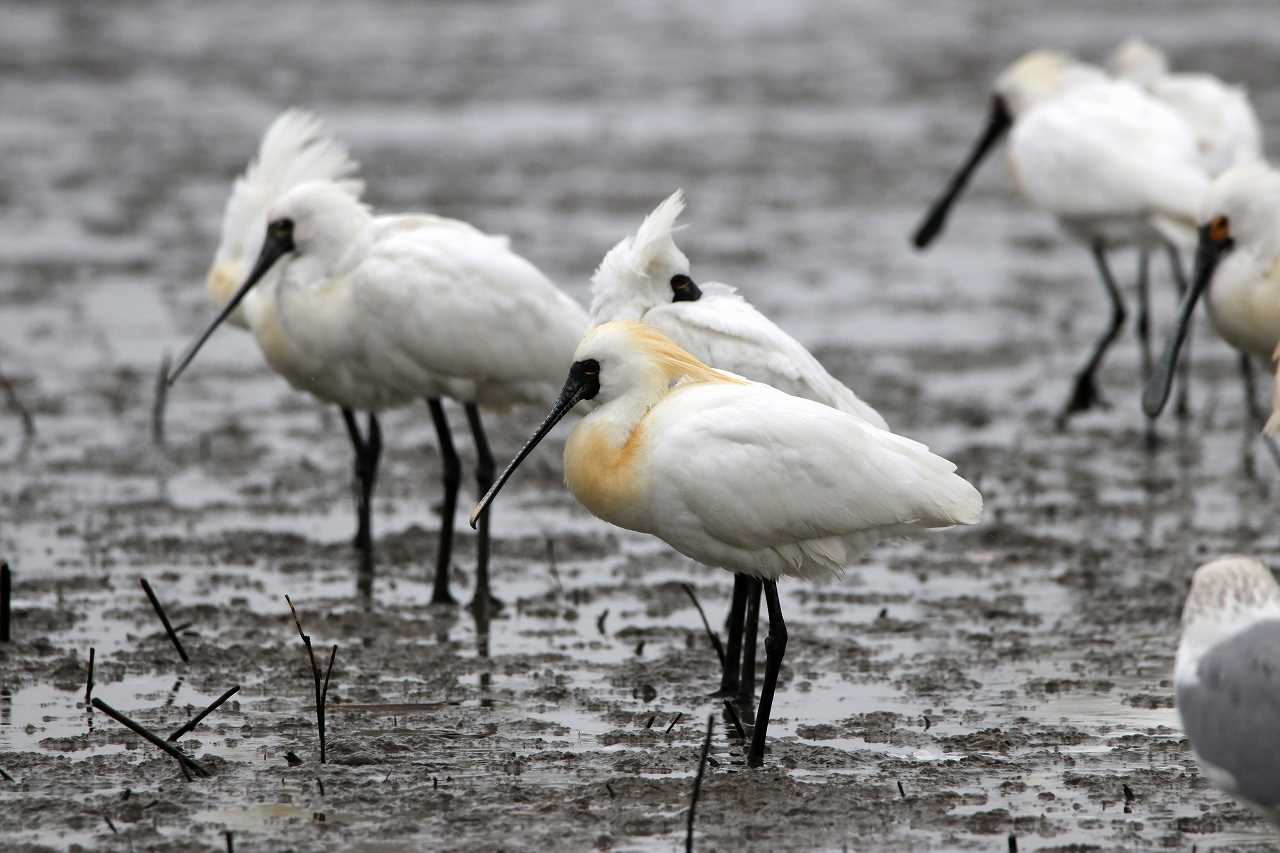 Photo of Black-faced Spoonbill at Daijugarami Higashiyoka Coast by とみやん