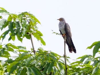 Common Cuckoo Watarase Yusuichi (Wetland) Sat, 7/17/2021