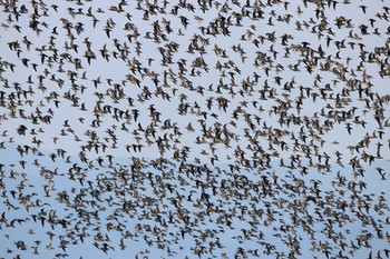 Dunlin Daijugarami Higashiyoka Coast Fri, 3/31/2017