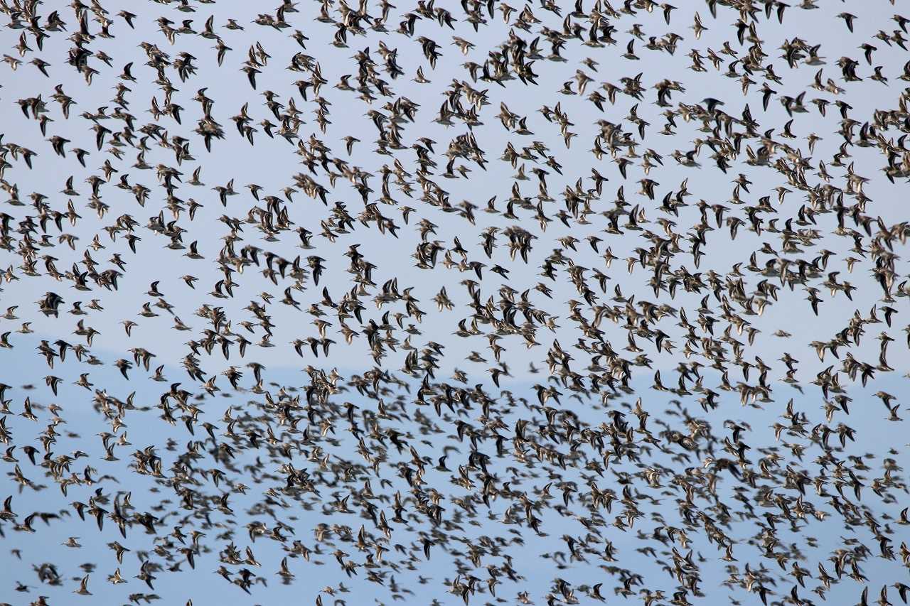 Dunlin