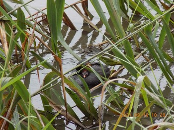 Little Grebe 埼玉県鴻巣市吹上　元荒川 Sat, 9/18/2021