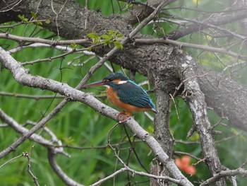 Common Kingfisher 八王子市 Wed, 4/26/2017