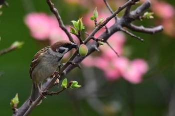 スズメ 庭 2017年4月17日(月)