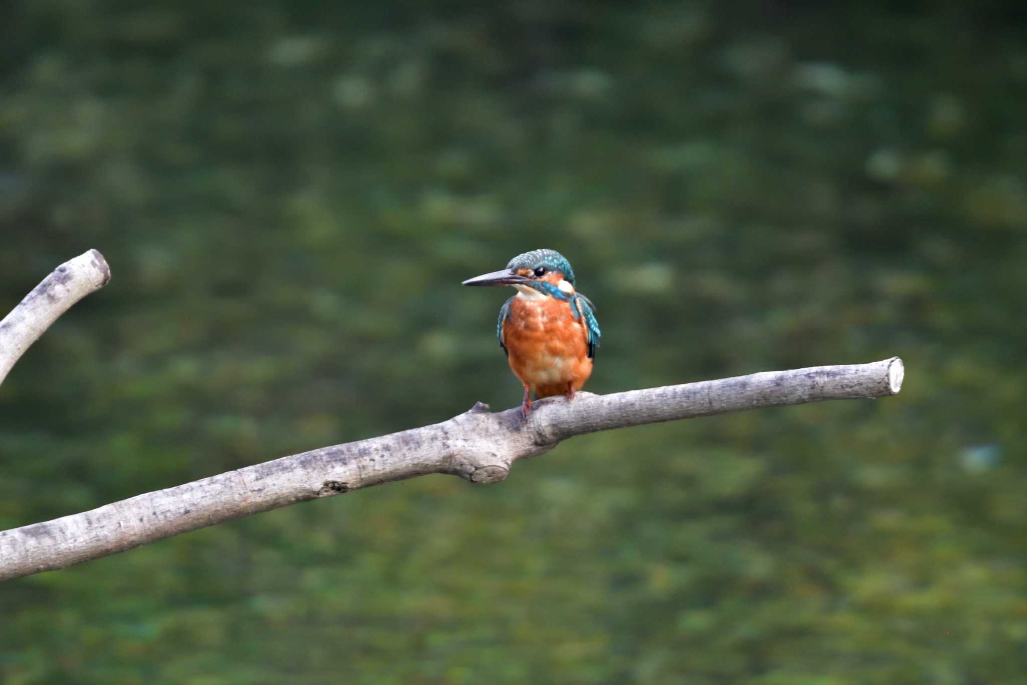 長浜公園 カワセミの写真 by やなさん