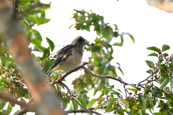 2021年10月9日(土) 長浜公園の野鳥観察記録