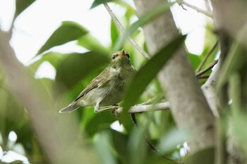 Kamchatka Leaf Warbler 琵琶湖近辺 Thu, 10/7/2021