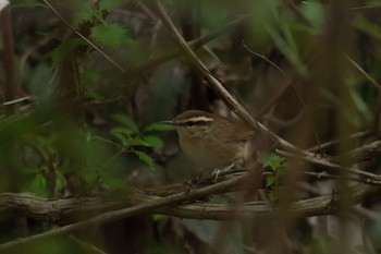 Asian Stubtail Hayatogawa Forest Road Wed, 4/26/2017